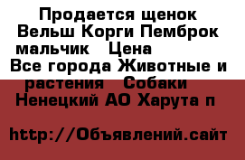 Продается щенок Вельш Корги Пемброк мальчик › Цена ­ 65 000 - Все города Животные и растения » Собаки   . Ненецкий АО,Харута п.